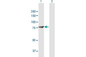 Western Blot analysis of GUCY1A3 expression in transfected 293T cell line by GUCY1A3 MaxPab polyclonal antibody. (GUCY1A1 antibody  (AA 1-690))