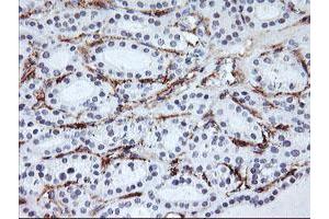 Image no. 5 for anti-Glutamyl Aminopeptidase (Aminopeptidase A) (ENPEP) antibody (ABIN1498029) (ENPEP antibody)