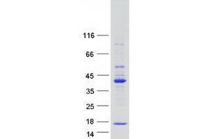 Validation with Western Blot (TRIM69 Protein (Transcript Variant B) (Myc-DYKDDDDK Tag))