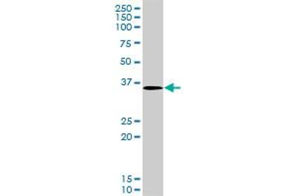 STRADA antibody  (AA 251-346)