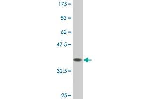 Western Blot detection against Immunogen (36. (DUSP5 antibody  (AA 286-384))
