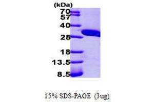 SDS-PAGE (SDS) image for AU RNA Binding Protein/enoyl-CoA Hydratase (AUH) (AA 68-339) protein (His tag) (ABIN667301)