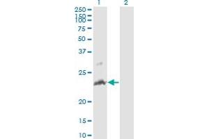 Western Blot analysis of TNFSF14 expression in transfected 293T cell line by TNFSF14 monoclonal antibody (M01A), clone 4E3.