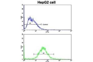 Flow Cytometry (FACS) image for anti-Cyclin A2 (CCNA2) antibody (ABIN3003117) (Cyclin A antibody)