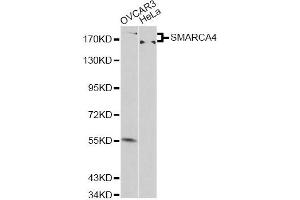 Western blot analysis of extracts of various cell lines, using SMARCA4 antibody (ABIN6290438) at 1:500 dilution. (SMARCA4 antibody)
