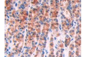 IHC-P analysis of Rat Stomach Tissue, with DAB staining. (IL1R1 antibody  (AA 119-217))