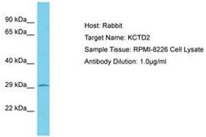 Image no. 1 for anti-Potassium Channel Tetramerisation Domain Containing 2 (KCTD2) (AA 163-212) antibody (ABIN6750569) (KCTD2 antibody  (AA 163-212))