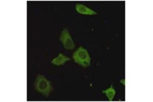 Immunocytochemistry staining of HeLa cells fixed with 4 % Paraformaldehyde and using TORC1 mouse mAb (dilution 1:200). (CRTC1 antibody)