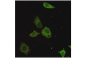 Immunocytochemistry staining of HeLa cells fixed with 4 % Paraformaldehyde and using TORC1 mouse mAb (dilution 1:200). (CRTC1 antibody)