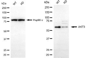 Western blotting analysis using AKT3 antibody (ABIN7800790).