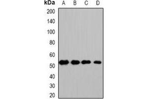 Western blot analysis of HS1BP3 expression in HepG2 (A), mouse kidney (B), mouse heart (C), rat liver (D) whole cell lysates. (HS1BP3 antibody)