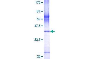 COX7A2L Protein (AA 1-114) (GST tag)