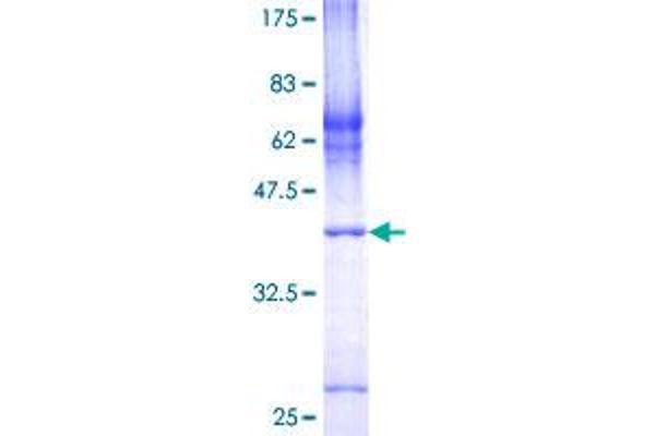 COX7A2L Protein (AA 1-114) (GST tag)