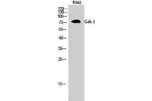 Western Blotting (WB) image for anti-GRB2-Associated Binding Protein 2 (GAB2) (Internal Region) antibody (ABIN3184718) (GAB2 antibody  (Internal Region))