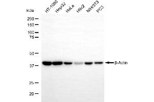 Western blotting analysis using β-actin antibody (ABIN7797470).