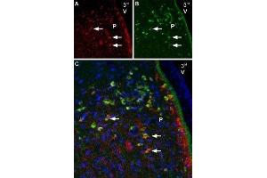Immunohistochemistry (IHC) image for anti-Melatonin Receptor 1B (MTNR1B) (AA 232-246) antibody (ABIN7043327)