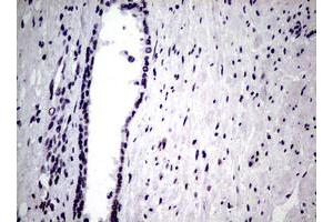 Image no. 1 for anti-Nibrin (NBN) (AA 183-460) antibody (ABIN1491066) (Nibrin antibody  (AA 183-460))