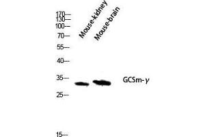 Western Blot (WB) analysis of Mouse Kidney Mouse Brain lysis using GCSm-gamma antibody. (GCSm-gamma (Internal Region) antibody)