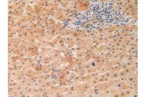 IHC-P analysis of Human Liver Tissue, with DAB staining. (OIT3 antibody  (AA 297-506))