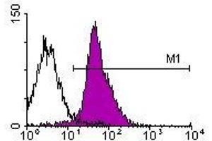 Image no. 1 for anti-Integrin alpha-L (ITGAL) antibody (ABIN135124) (ITGAL antibody)