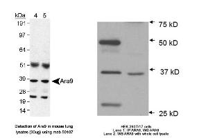 Image no. 3 for anti-Aryl Hydrocarbon Receptor Interacting Protein (AIP) antibody (ABIN363261) (AIP antibody)
