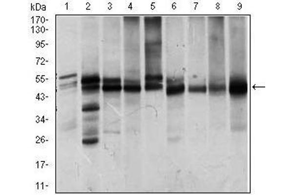 ILK antibody  (AA 97-244)