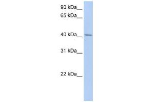 ERLIN1 antibody used at 1 ug/ml to detect target protein. (ERLIN1 antibody  (N-Term))