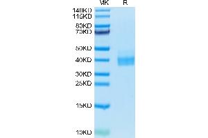 PD-L1 Protein (AA 19-238) (His-Avi Tag,Biotin)