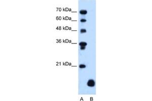 Western Blotting (WB) image for anti-Proteolipid Protein 2 (PLP2) antibody (ABIN2462842) (PLP2 antibody)