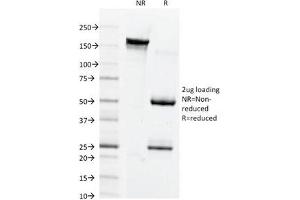 SDS-PAGE Analysis of Purified, BSA-Free Connexin 32 Antibody (clone M12.