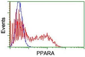 HEK293T cells transfected with either RC216176 overexpress plasmid (Red) or empty vector control plasmid (Blue) were immunostained by anti-PPARA antibody (ABIN2455014), and then analyzed by flow cytometry. (PPARA antibody  (AA 145-420))