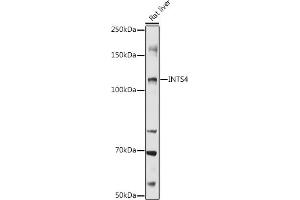 Western blot analysis of extracts of Rat liver, using INTS4 antibody  at 1:1000 dilution.
