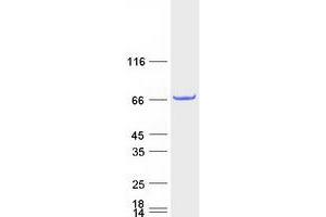 Validation with Western Blot (PGBD3 Protein (Myc-DYKDDDDK Tag))