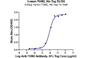 ELISA image for Transglutaminase 2 (C Polypeptide, Protein-Glutamine-gamma-Glutamyltransferase) (TGM2) (AA 2-687) protein (His tag) (ABIN7275723)