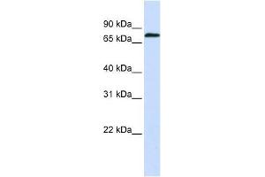 ZNF714 antibody used at 0.