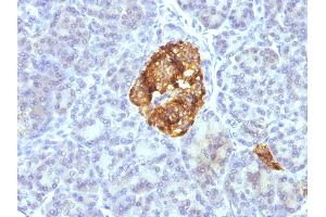 Formalin-fixed, paraffin-embedded Pancreas stained with Chromogranin A Monoclonal Antibody (CGA/413+ CHGA/777+ CHGA/798) (Chromogranin A antibody)