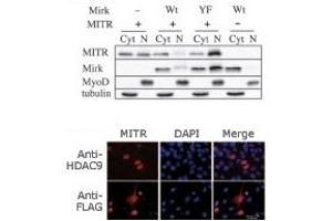 Image no. 2 for anti-Histone Deacetylase 9 (HDAC9) (N-Term) antibody (ABIN356655)