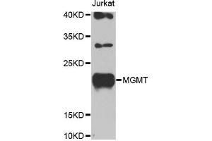 Western blot analysis of extracts of Jurkat cells, using MGMT antibody (ABIN1873688) at 1:1000 dilution. (MGMT antibody)