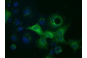 Anti-ACAT2 mouse monoclonal antibody (ABIN2452686) immunofluorescent staining of COS7 cells transiently transfected by pCMV6-ENTRY ACAT2 (RC201821). (ACAT2 antibody)