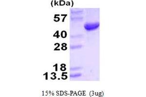 SDS-PAGE (SDS) image for Hydroxymethylbilane Synthase (HMBS) (AA 1-361) protein (His tag) (ABIN667690) (HMBS Protein (AA 1-361) (His tag))