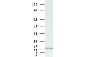 ID3 Protein (Myc-DYKDDDDK Tag)