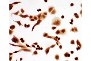 Immunocytochemistry (ICC) image for anti-T-Complex 1 (TCP1) (AA 82-98) antibody (ABIN3029087)