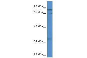 Western Blot showing GFM2 antibody used at a concentration of 1-2 ug/ml to detect its target protein.