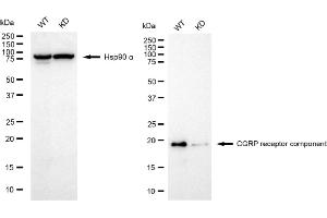 Western blotting analysis using CGRP receptor component antibody (ABIN7798027).