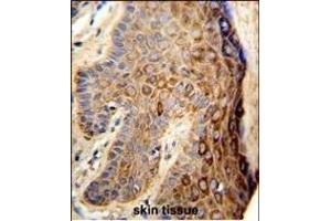 Formalin-fixed and paraffin-embedded human skin reacted with FA96B Antibody (N-term), which was peroxidase-conjugated to the secondary antibody, followed by DAB staining. (FAM96B antibody  (N-Term))