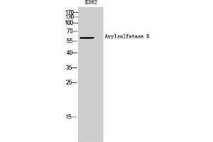 Western Blotting (WB) image for anti-Arylsulfatase K (ARSK) antibody (ABIN3183391) (Arylsulfatase K antibody)