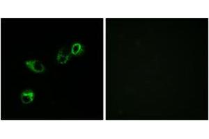 Immunofluorescence (IF) image for anti-Chemokine (C-C Motif) Receptor-Like 1 (CCRL1) (AA 291-340) antibody (ABIN2889895) (CCRL1 antibody  (AA 291-340))
