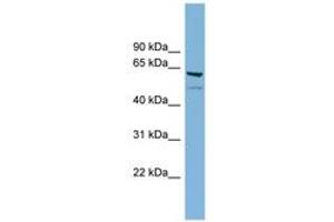 Image no. 1 for anti-Chromosome 7 Open Reading Frame 43 (C7orf43) (AA 503-552) antibody (ABIN6744140) (C7orf43 antibody  (AA 503-552))