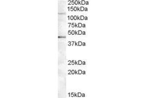 ABIN308395 (0. (TNKS2 antibody  (Internal Region))