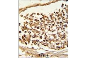 Formalin-fixed and paraffin-embedded human Testis tissue reacted with JMJD2B Antibody (N-term), which was peroxidase-conjugated to the secondary antibody, followed by DAB staining. (KDM4B antibody  (N-Term))